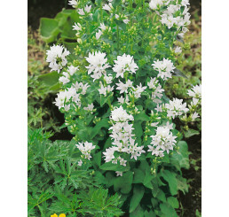 Campanula glomerata ´Alba´ / Zvonček, C1,5
