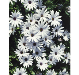 Osteospermum ´White Impassion´® / Osteospermum biele, bal. 6 ks sadbovačov