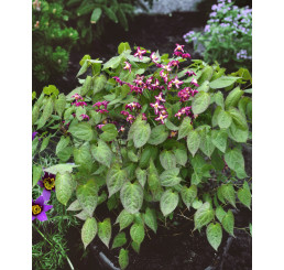 Epimedium rubrum / Krpčiarka červená s bielou, C1,5