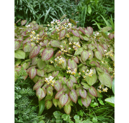 Epimedium x versicolor ´Sulphureum´ / Krpčiarka, K9