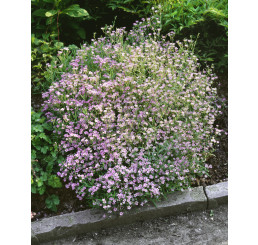 Gypsophila repens ´Rosea´ / Gypsomilka plazivá, K9