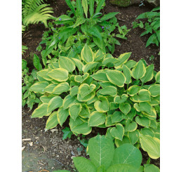 Hosta ´Golden Tiara´ / Hosta / Funkia, C1,5