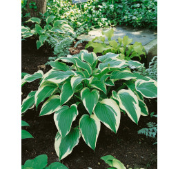 Hosta ´Francee´ / Hosta / Funkia, K14