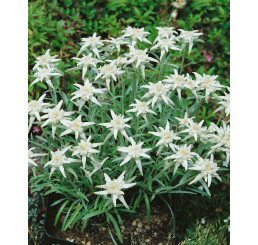 Leontopodium alpinum ´Everest´ / Plesnivec alpínsky, C1,5