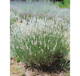 Lavandula angustifolia ´Alba´ / Levanduľa lekárska, C1