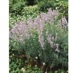 Lavandula angustifolia ´Rosea´ / Levanduľa úzkolistá, C1,5