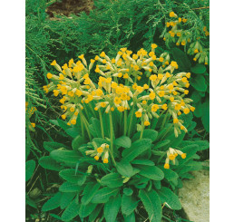 Primula veris ´Cabrillo´ / Prvosienka jarná citrónovožltá, K9