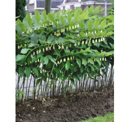 Polygonatum multiflorum / Kokorík mnohokvetý, K11