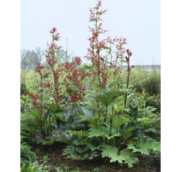 Rheum palmatum ´Atrosanguineum´ / Rebarbora okrasná červená, C2