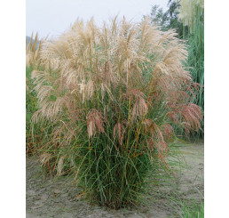 Miscanthus sinensis ´Silberfeder´ / Ozdobnica čínska, C1,5