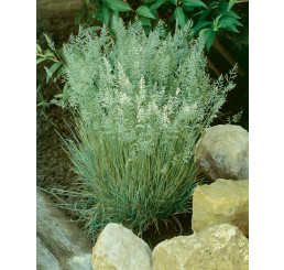 Koeleria glauca / Ometlina sivá, K9