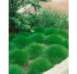 Festuca scoparia ´Pic Carlit´ / Kostrava medvedia, bal. 3 ks, 3xK9