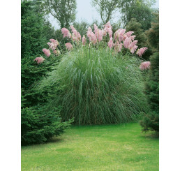 Cortaderia sell. 'Pink Feather' / Kortadéria pampová ružová, K11