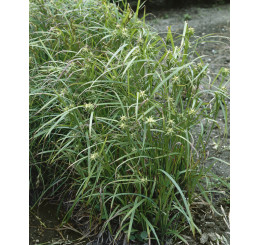 Carex grayi / Ostrica, K9