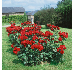 Rosa ´Limar´ / Ruža mnohokvetá tmavočervená, krík, BK