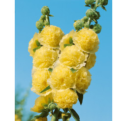 Alcea rosea ´Yellow´ / Topoľovka žltá, bal. 2 ks, I.