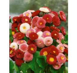 Bellis perennis / Stokráska obyčajná ´PLNOKVETÁ ZMES´, bal. 0,2 g