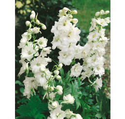 Delphinium Pacific ´Galahad´ / Stračonôžka, K9