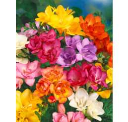 Freesia ´Double´ / Plnokveté voňavé frézie zmes / Frézia, bal. 20 ks, 5/+