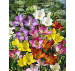 Freesia ´Single´ / Jednoduché frézie zmes / Frézia, bal. 20 ks, 5/+