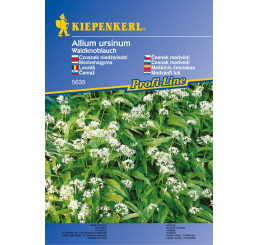 Allium ursinum / Medvedí cesnak, Lesný cesnak, bal. stačí pre 35 rastlín
