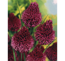 Allium ´Sphaerocephalon´ / Okrasný cesnak, bal. 25 ks, 5/6