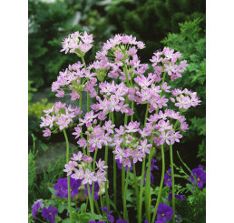 Allium ´Roseum´ / Okrasný cesnak, bal. 25 ks, 4/5