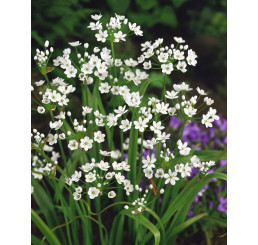 Allium Neapolitanum / Okrasný cesnak, bal. 25 ks, 4/+