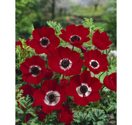 Anemone ´Hollandia´ / Veternice jedn. červené, bal. 15 ks, 5/6