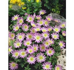 Anemone blanda ´Charmer´ / Veternica pôvabná, bal. 15 ks, 5/+