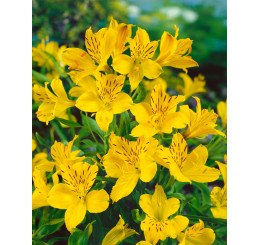 Alstroemeria ´Lutea´ / Peruánska ľalia žltá, bal. 2 ks, I.