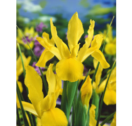 Iris Hollandica ´Royal Yellow´ / Kosatec holandský, bal. 25 ks, 7/8