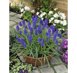 Muscari armeniacum / Modrica, bal. 20 ks, 8/9