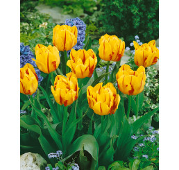 Tulipa ´Monsella´ / Tulipán, bal. 5 ks, 12/+