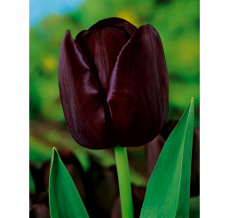 Tulipa ´Queen of Night´ / Tulipán ´Kráľovná noci´, bal. 5 ks, 11/12
