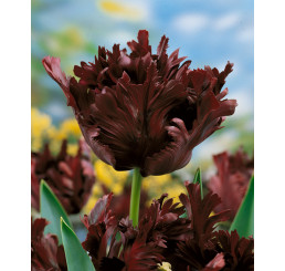 Tulipa ´Black Parrot´ / Tulipán, bal. 7 ks, 11/12