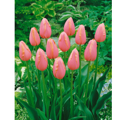 Tulipa ´Menton´ / Tulipán, bal. 5 ks, 12/+