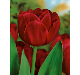 Tulipa ´Uncle Tom´ / Tulipán, bal. 5 ks, 11/12
