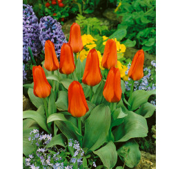 Tulipa ´Oriental Beauty´ / Tulipán, bal. 10 ks, 11/12
