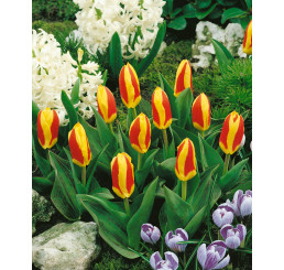 Tulipa ´Stresa´ / Tulipán, bal. 7 ks, 11/12