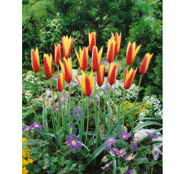 Tulipa ´Cynthia´ / Tulipán, bal. 10 ks, 6/+