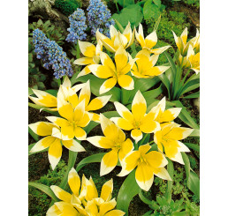Tulipa ´Tarda´ / Tulipán, bal. 10 ks, 7/8