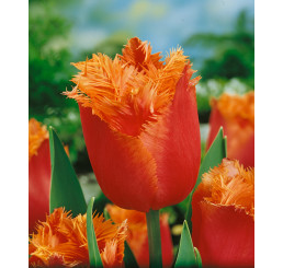 Tulipa ´Lambada´ / Tulipán, bal. 7 11/12