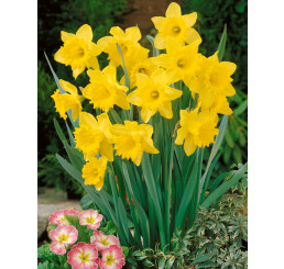 Narcis ´Dutch Master´, bal. 5 ks, 12/14