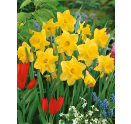 Narcis ´Carlton´, bal. 5 ks, 12/14