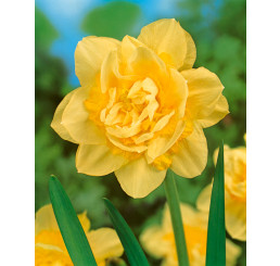 Narcis ´Golden Ducat´, bal. 5 ks, 12/14
