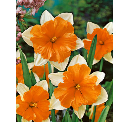 Narcis ´Orangery´, bal. 100 ks, 12/14, XXL