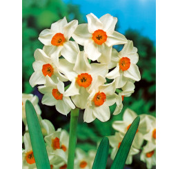 Narcis ´Geranium´, bal. 5 ks, 12/14