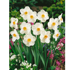 Narcis ´Actaea´, bal. 100 ks, 12/14