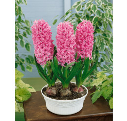 Hyacint ´Pink Pearl´, bal. 5 ks, 15/16